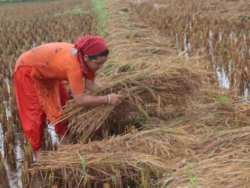 चुनावमा खेतमै भोट माग्न आउनेको अनुहार चिनियो 